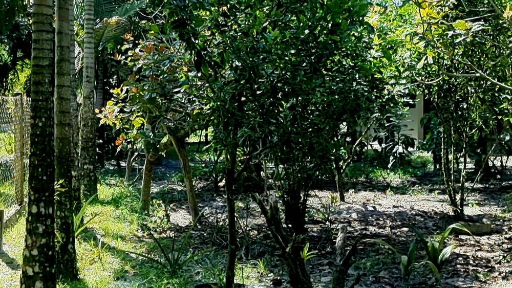 Chácara, 3 quartos, 2 hectares - Foto 3