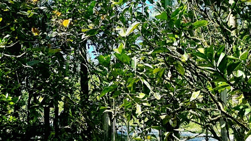 Chácara, 3 quartos, 2 hectares - Foto 4