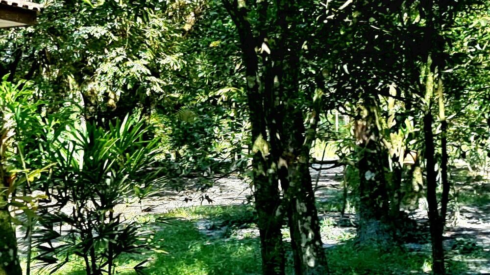 Chácara, 3 quartos, 2 hectares - Foto 9