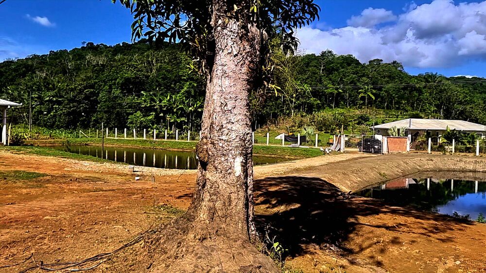 Sítio, 4 quartos, 14 hectares - Foto 12