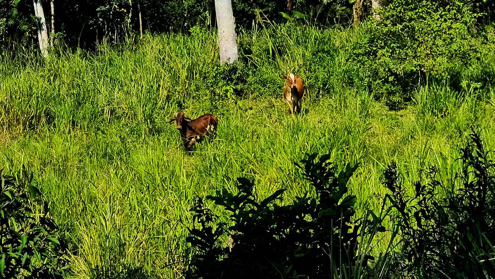 Sítio, 4 quartos, 14 hectares - Foto 2