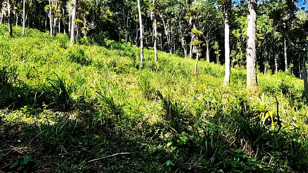 Sítio, 4 quartos, 14 hectares - Foto 8