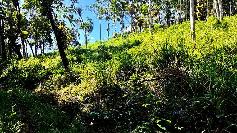 Sítio, 4 quartos, 14 hectares - Foto 9