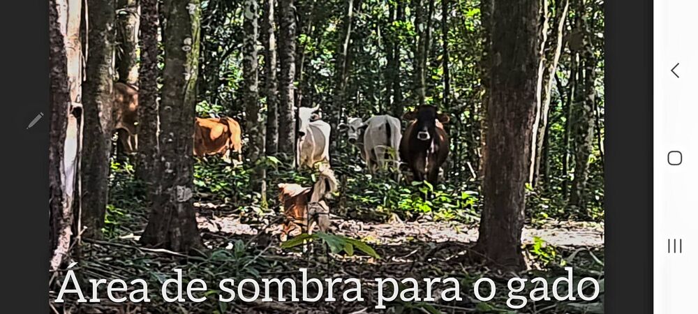 Sítio, 4 quartos, 14 hectares - Foto 1