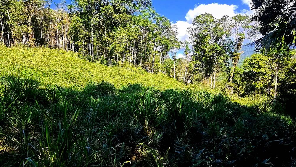 Sítio, 4 quartos, 14 hectares - Foto 7