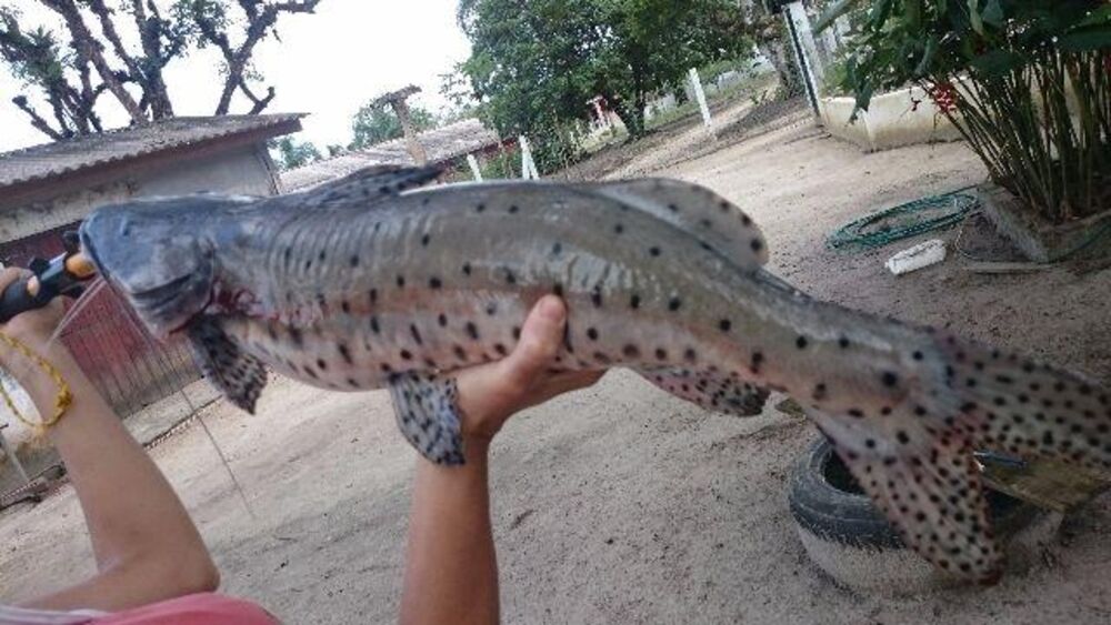 Prédio Inteiro, 40000 m² - Foto 9