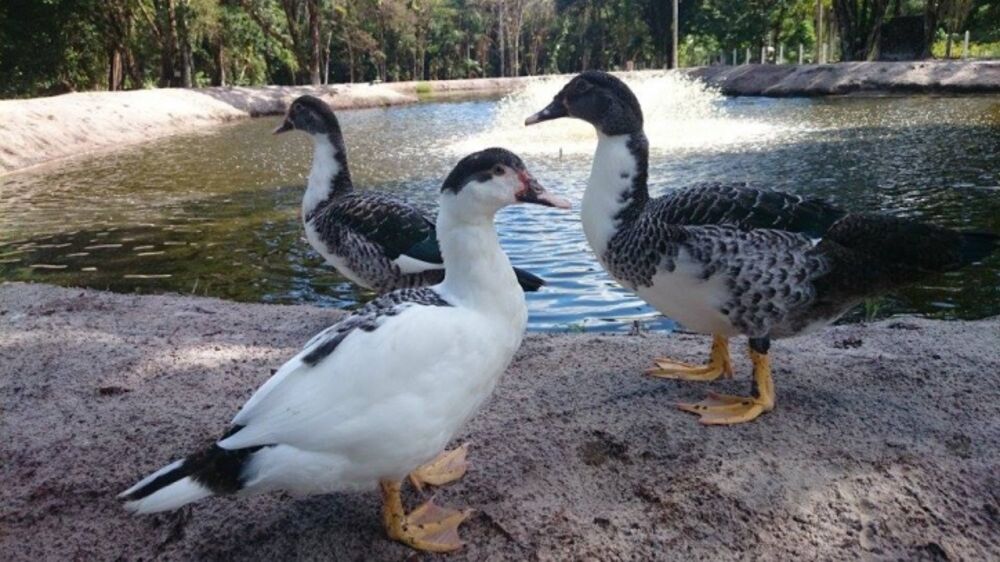 Prédio Inteiro, 40000 m² - Foto 4