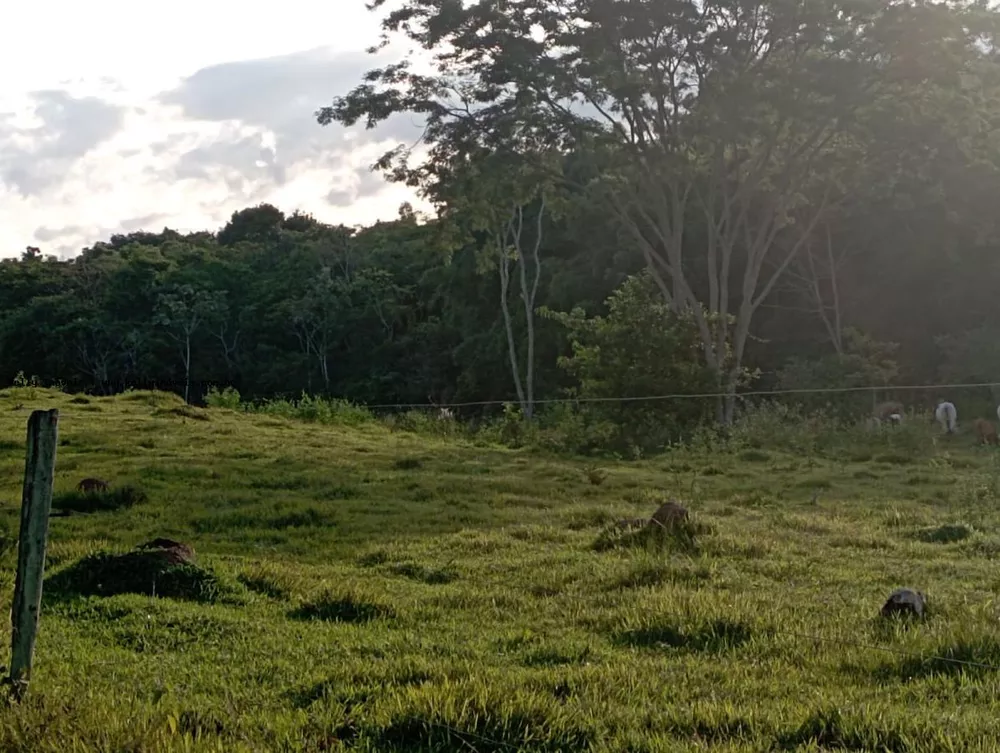 Chácara, 2 hectares - Foto 3