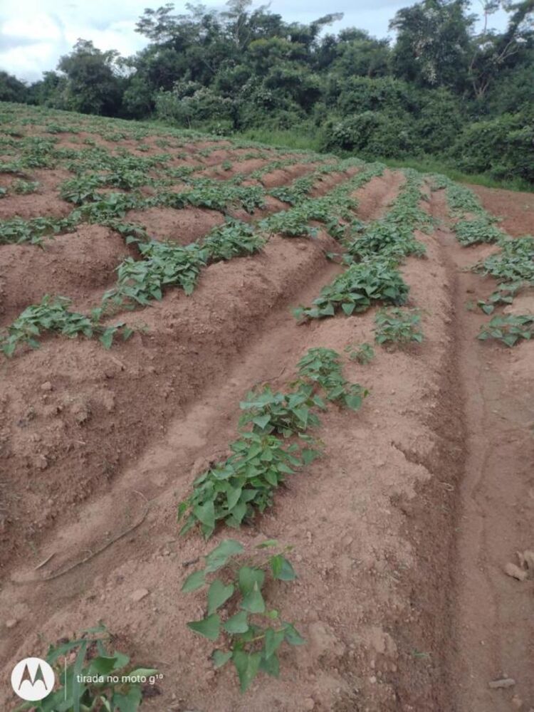 Sítio, 38 hectares - Foto 2