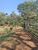 Chácara, 2 hectares - Foto 1