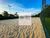 Terreno, 1000 m² - Foto 3
