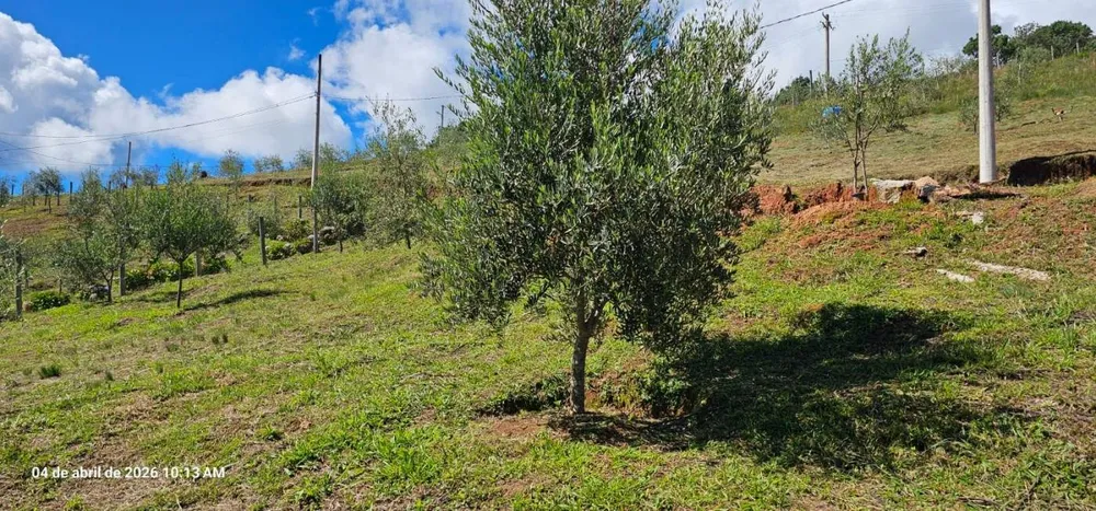Sítio, 7 hectares - Foto 4