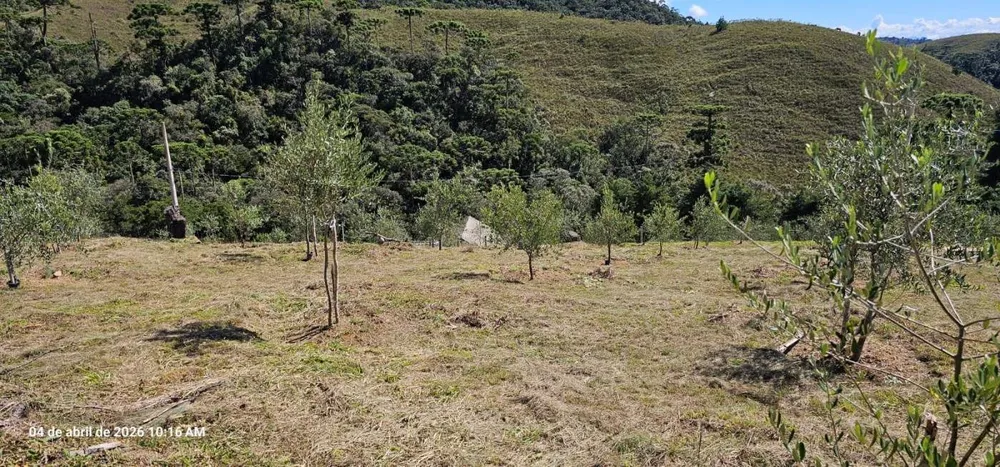 Sítio, 7 hectares - Foto 8