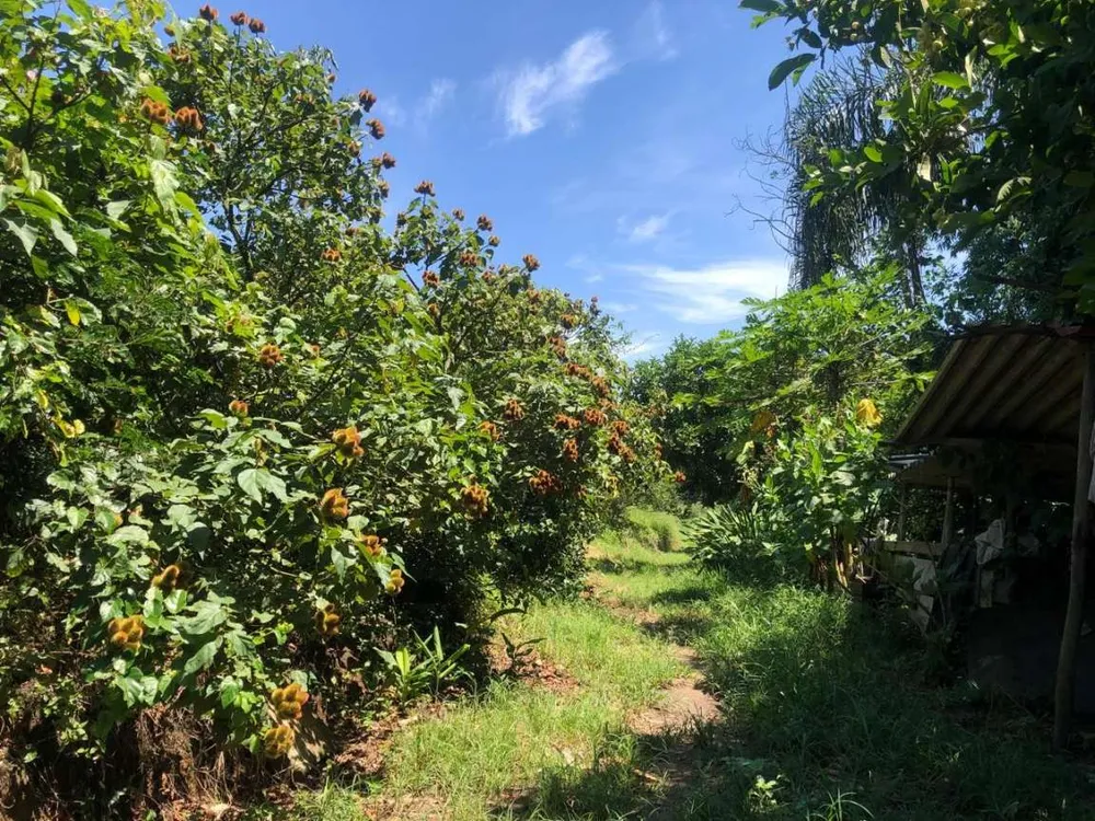 Chácara, 3 hectares - Foto 4