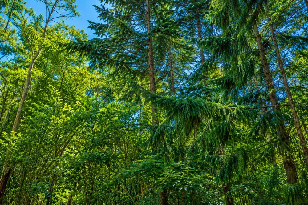 Terreno, 1000 m² - Foto 4
