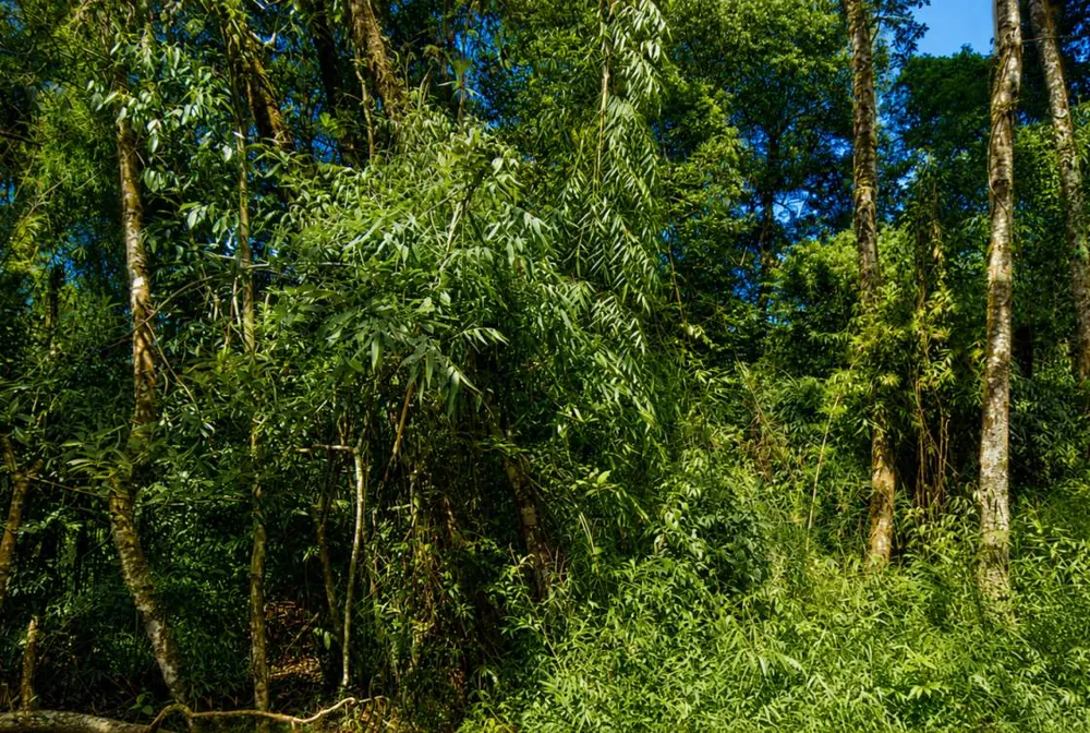 Terreno, 1000 m² - Foto 2