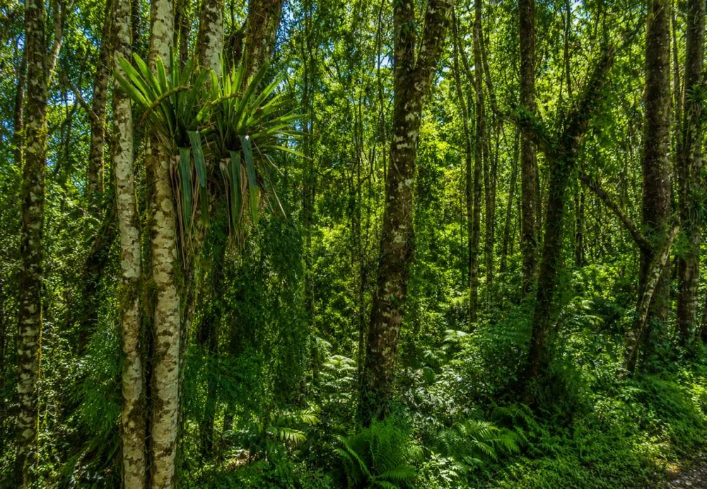 Terreno, 3 hectares - Foto 6