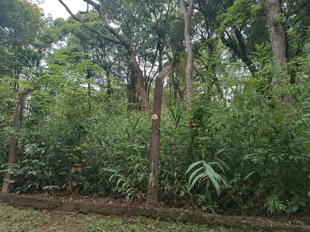 Terreno, 2 hectares - Foto 4