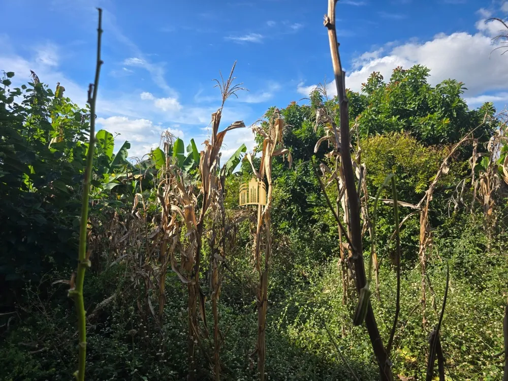 Terreno, 360 m² - Foto 5