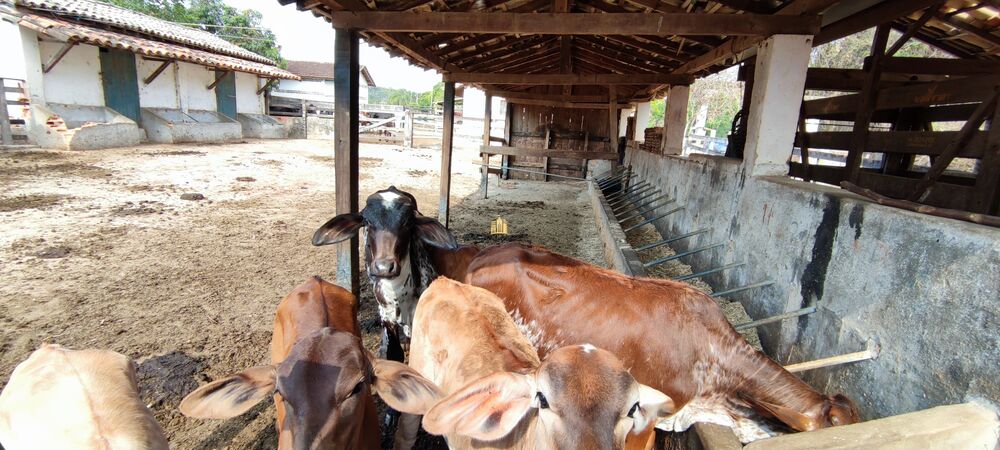 Fazenda, 157 hectares - Foto 4