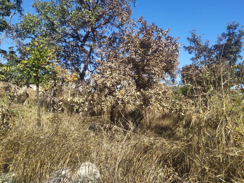 Terreno, 360 m² - Foto 4