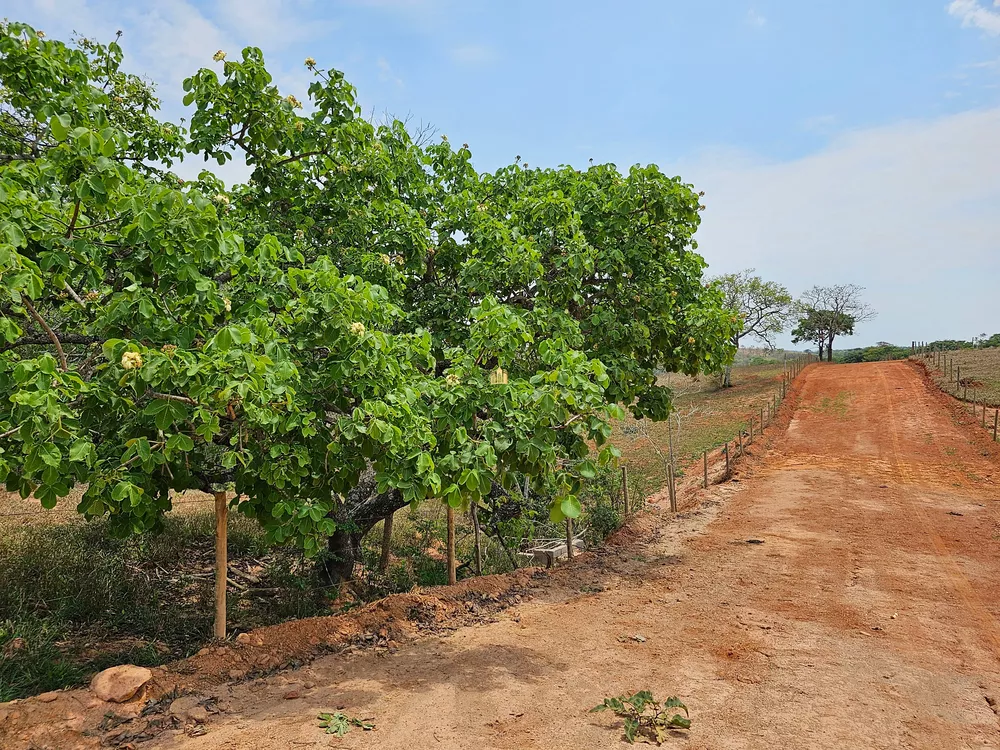 Terreno, 2 hectares - Foto 6