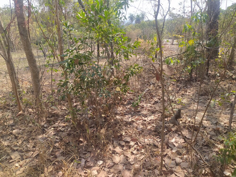 Terreno, 1050 m² - Foto 1
