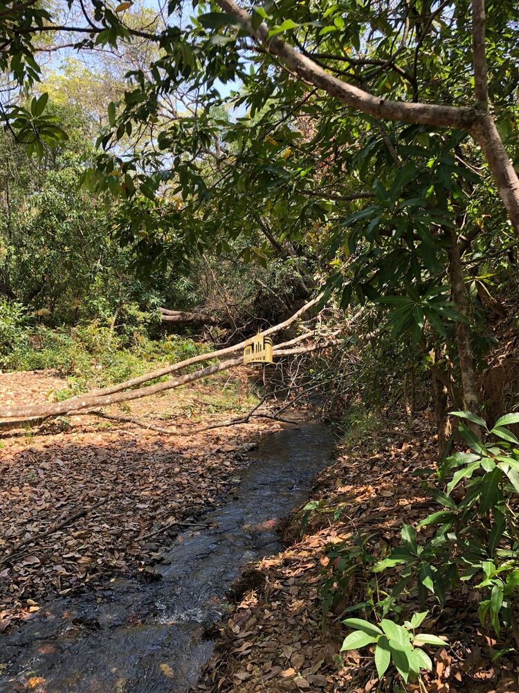 Terreno, 4 hectares - Foto 4