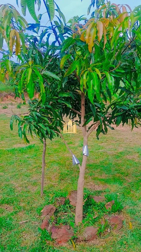 Terreno, 1320 m² - Foto 4