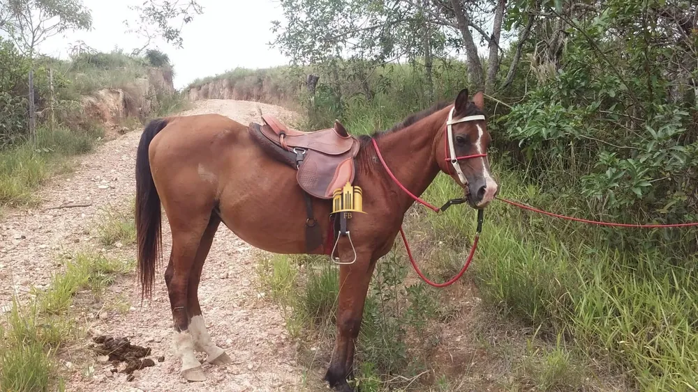 Fazenda, 33 hectares - Foto 12
