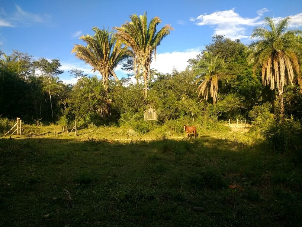 Fazenda, 33 hectares - Foto 2