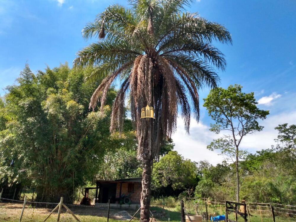 Fazenda, 33 hectares - Foto 5