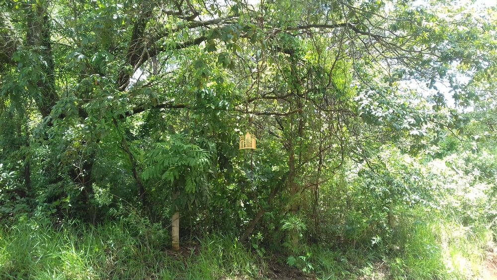 Terreno, 5000 m² - Foto 7