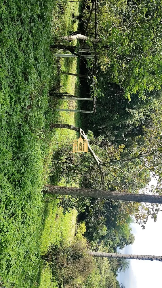 Sítio, 3 quartos, 5000 m² - Foto 4