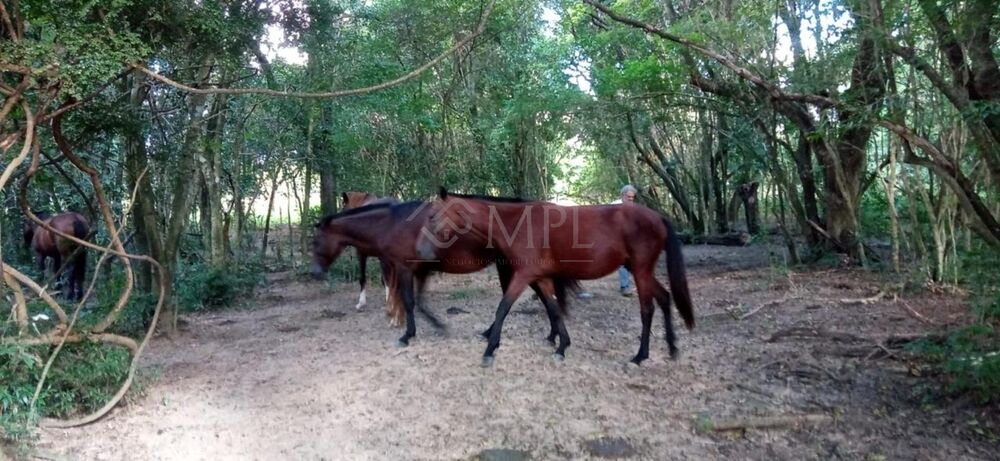 Terreno, 39 m² - Foto 1