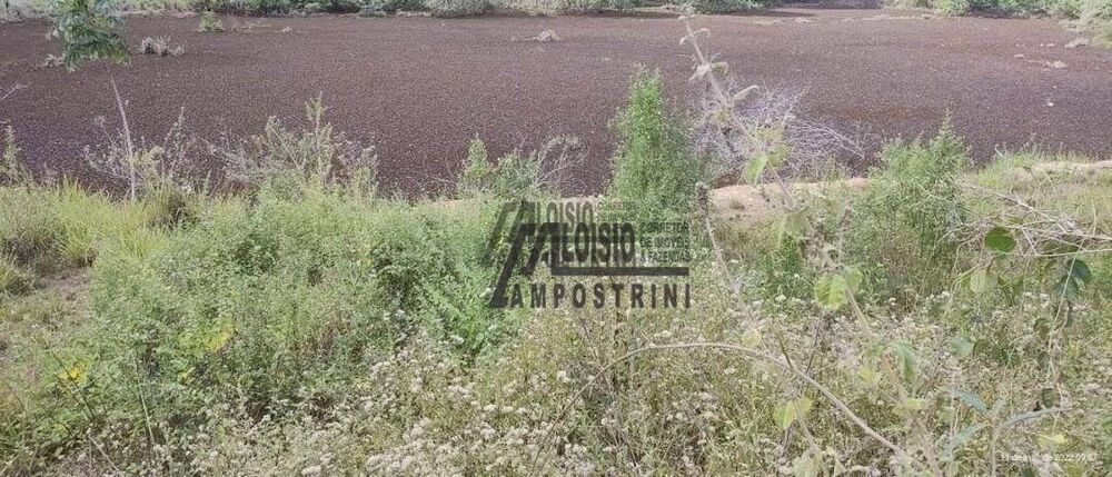 Sítio, 3 hectares - Foto 9