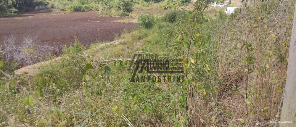 Sítio, 3 hectares - Foto 8