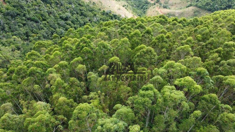 Sítio, 58 hectares - Foto 9