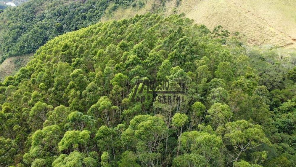 Sítio, 58 hectares - Foto 10