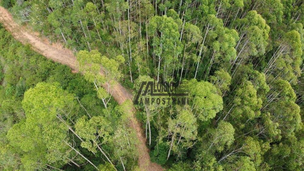 Sítio, 58 hectares - Foto 12