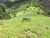 Fazenda, 242 hectares - Foto 4