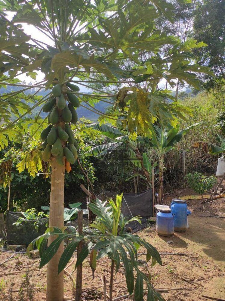 Sítio, 29 hectares - Foto 7