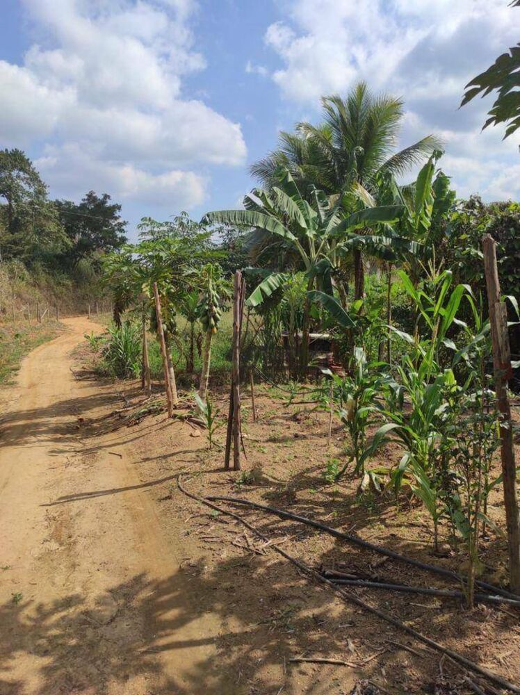 Sítio, 29 hectares - Foto 8