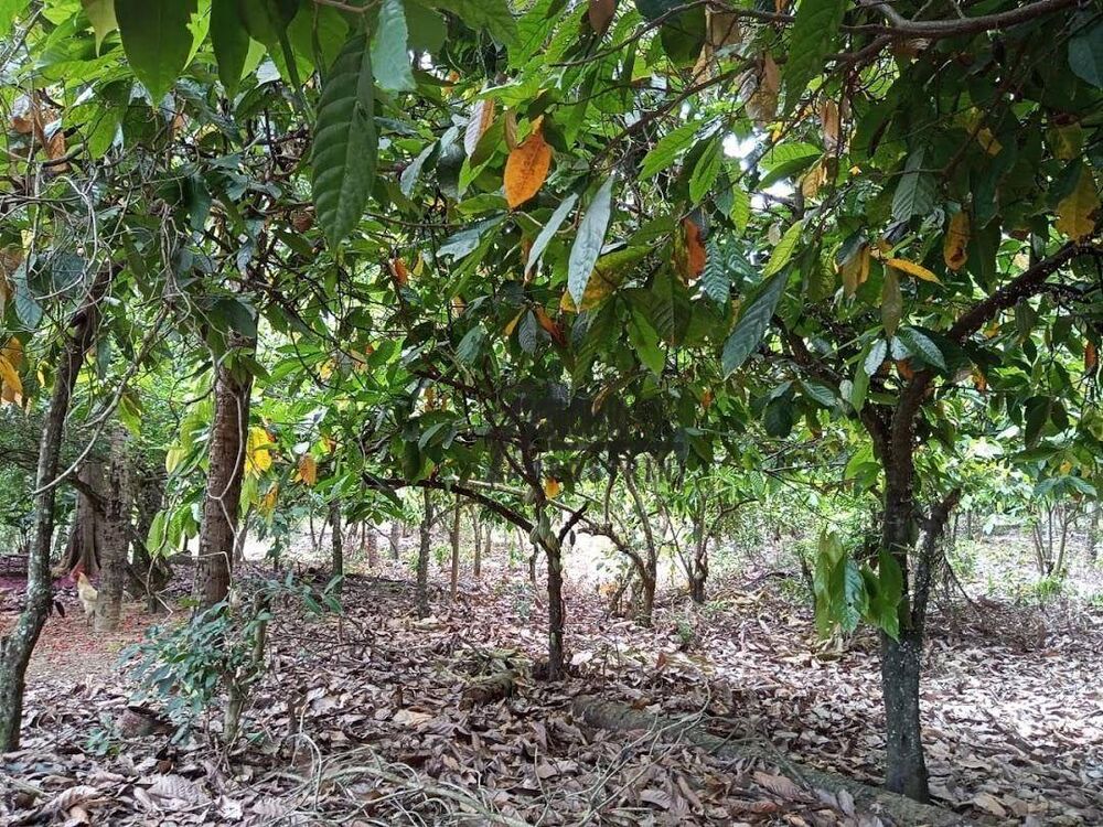 Sítio, 3 m² - Foto 11