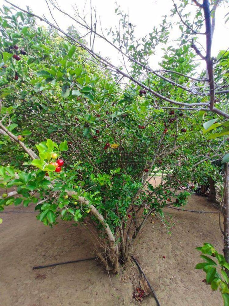 Sítio, 3 hectares - Foto 6