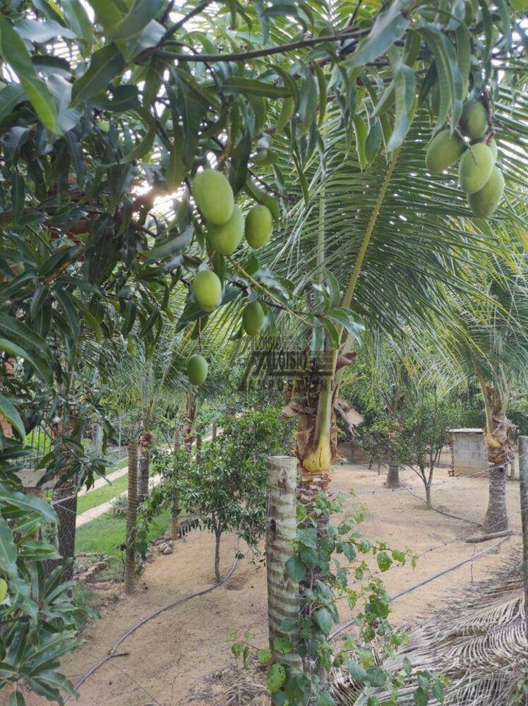 Sítio, 3 hectares - Foto 23