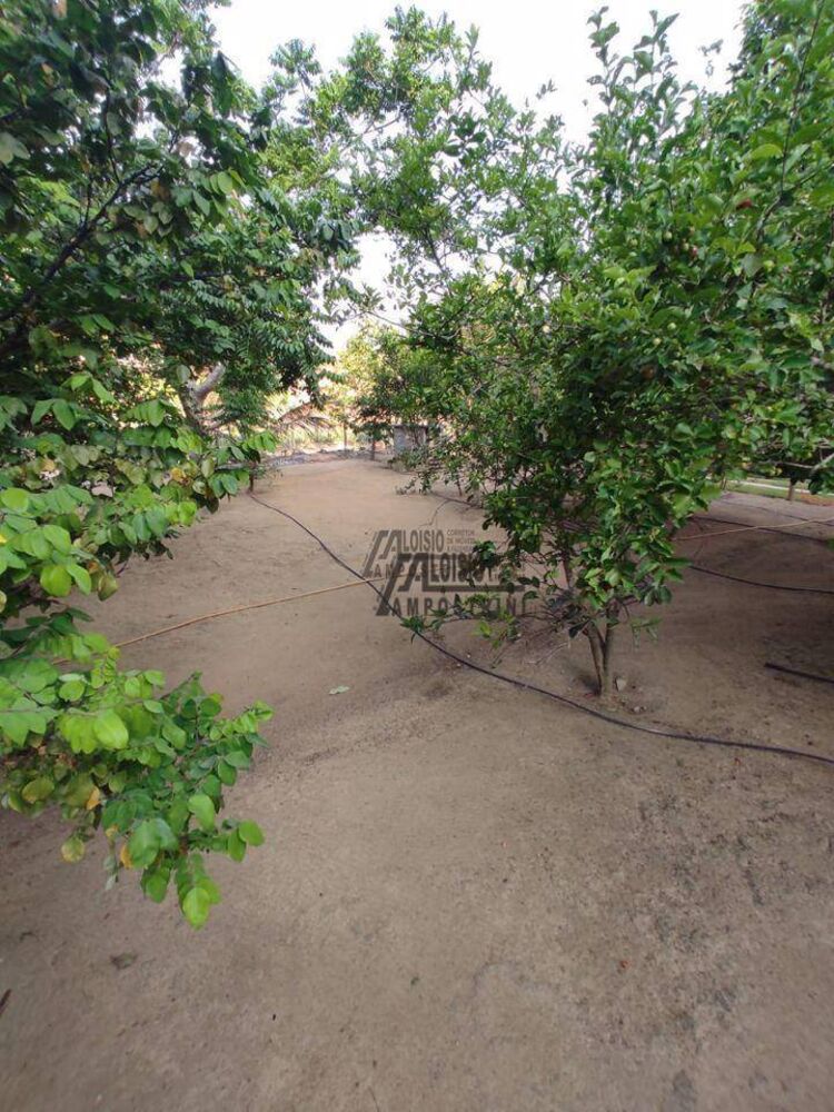 Sítio, 3 hectares - Foto 7