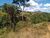 Sítio, 48 hectares - Foto 2