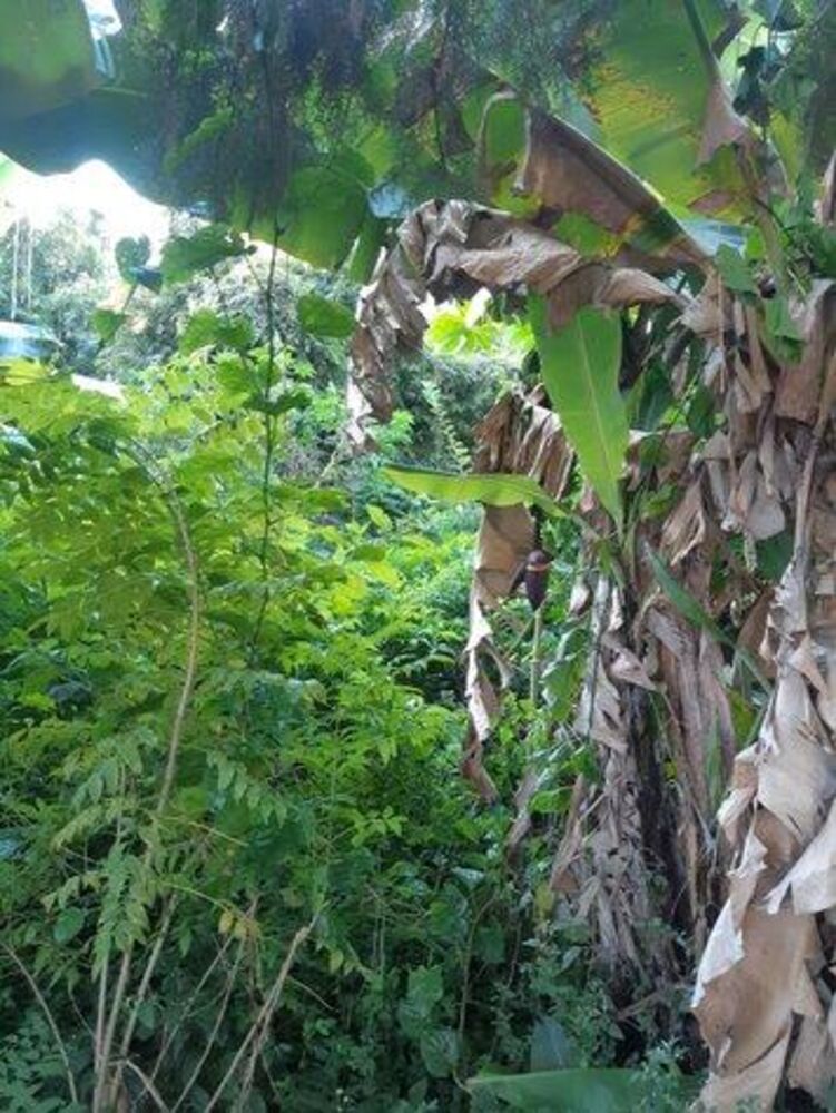 Terreno, 1600 m² - Foto 13