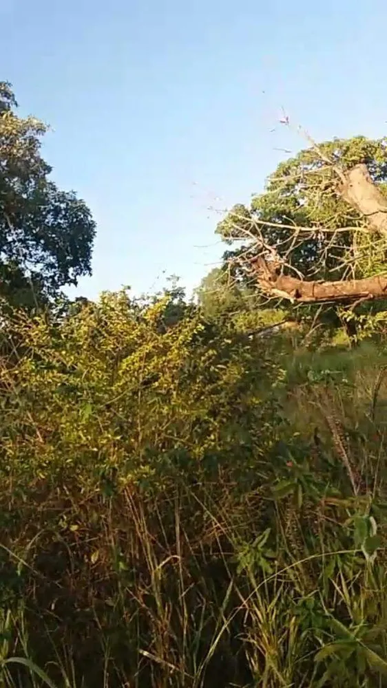 Terreno, 7 hectares - Foto 11